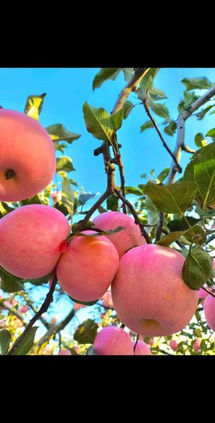 高原红果子是什么_高原红果子怎么吃