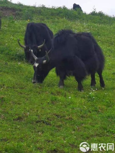 高原传统交通工具有哪些_牦牛和马匹怎么选