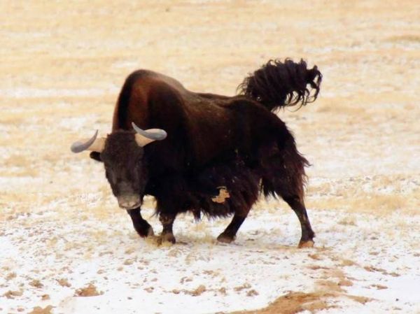 青藏高原代表什么生肖_青藏高原打一动物谜底