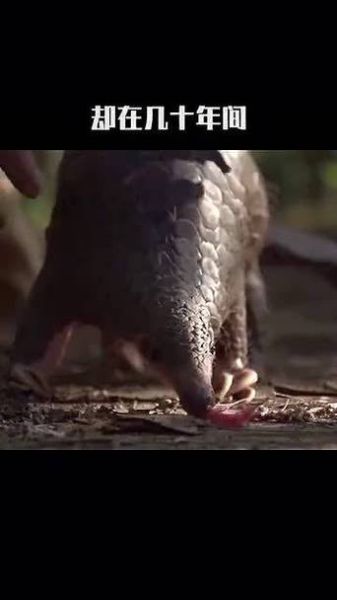 上海猪猪户外俱乐部怎么样_报名流程是什么