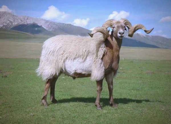 高原羊是什么羊_高原羊适合在哪些地方养