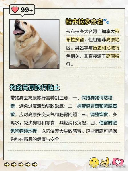 高原狗会不会高反_高原狗适应海拔方法