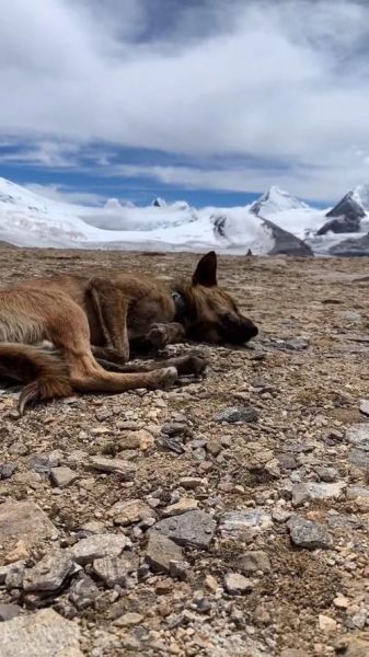 狗狗去高原会不会高反_宠物高原反应症状