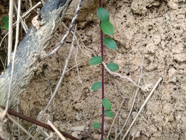 小高原金金是什么_小高原金金的功效与作用
