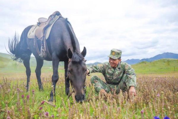 青藏高原军马_高原军马如何适应极端环境