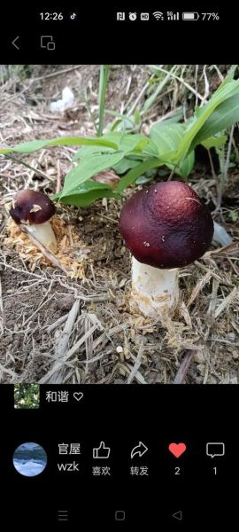 高原雪山松茸价格为什么这么贵_如何辨别真假