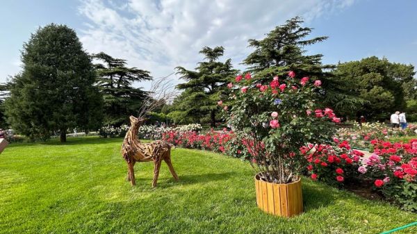 北京市市花是什么花_北京市花月季和菊花哪个更代表北京