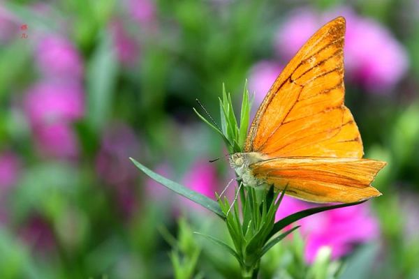 高原蝴蝶有哪些_高原蝴蝶怎么生存