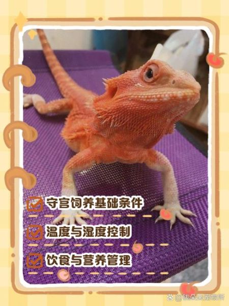 蜥蜴户外怎么养_蜥蜴户外会跑丢吗