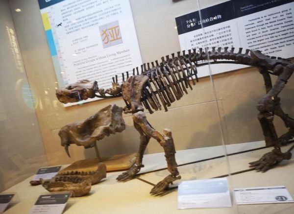 北京古生物博物馆门票价格_值得去吗